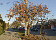 Ikona